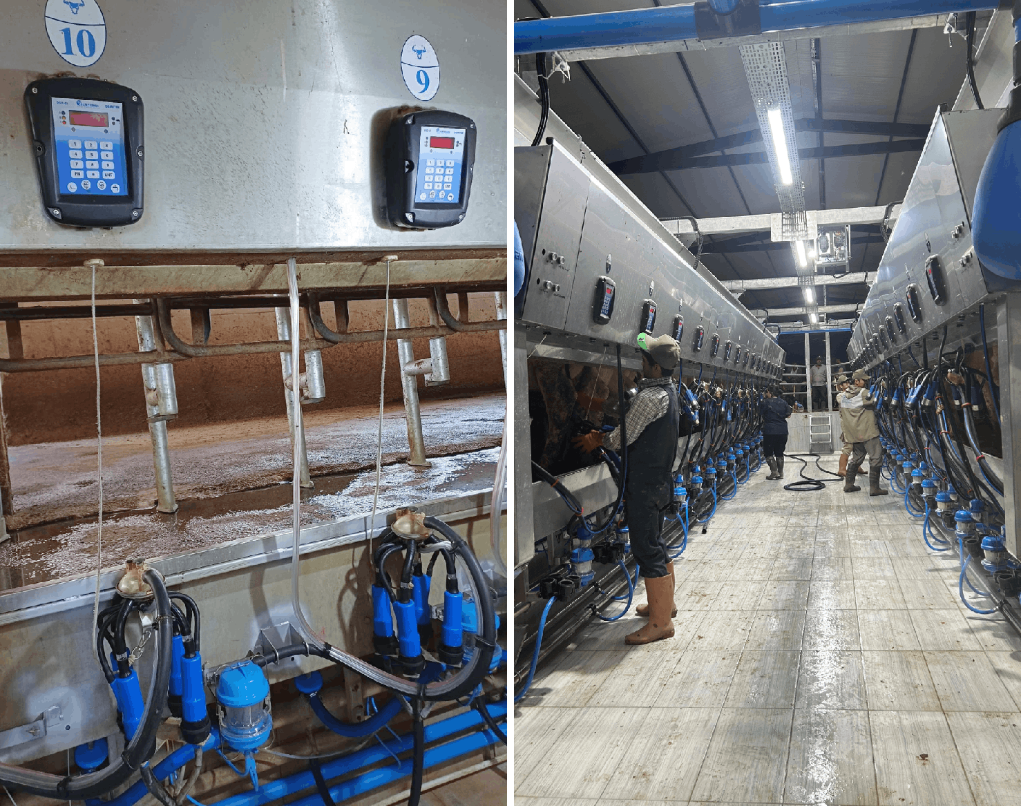 Sağımhane Otomasyonu ile Süt Çiftliği Yönetimi